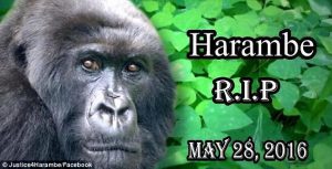 Harambe caption