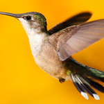 Google demands your papers with Hummingbird